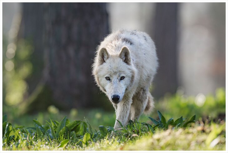 Ontspanning Wolvenverhalen voor kids