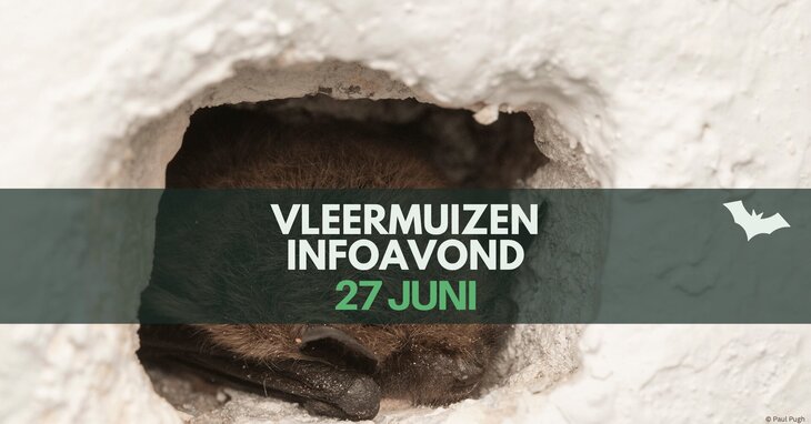 Ontspanning Vleermuizen infoavond 1 voor volwassenen