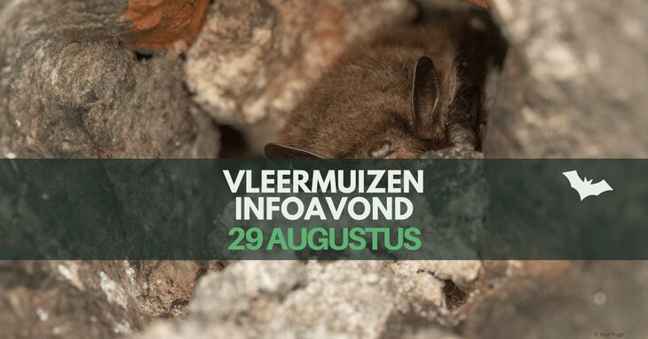 Ontspanning Vleermuizen infoavond 2 voor volwassenen