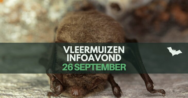 Ontspanning Vleermuizen infoavond 3 voor volwassenen