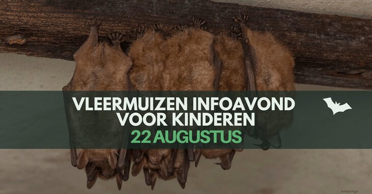 Ontspanning Vleermuizen infoavond 1 voor kinderen