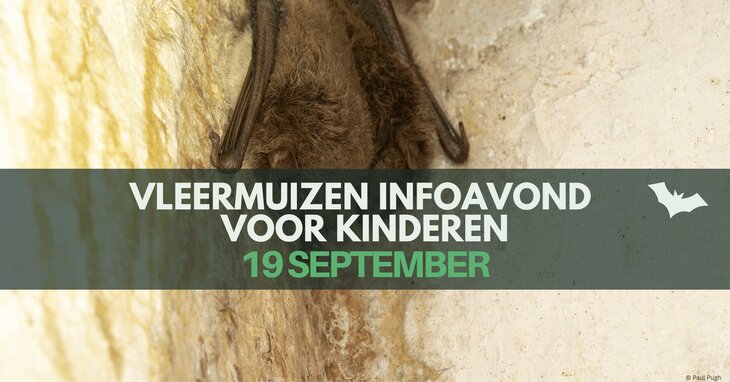Ontspanning Vleermuizen infoavond 2 voor kinderen