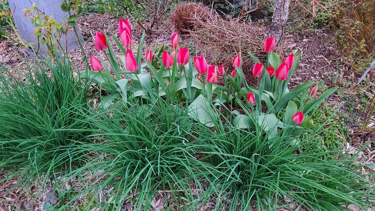 Ontspanning Op naar lente de tuin