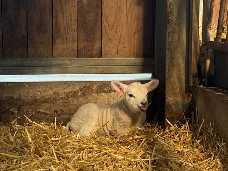 Ontspanning Lammetjesdag