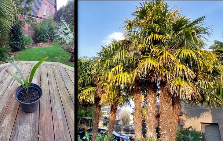 Ontspanning Gratis winterhard palmboompje - zolang voorraad strekt.