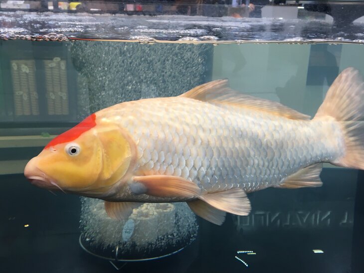 Ontspanning Waterpartijtjes de kleine tuin