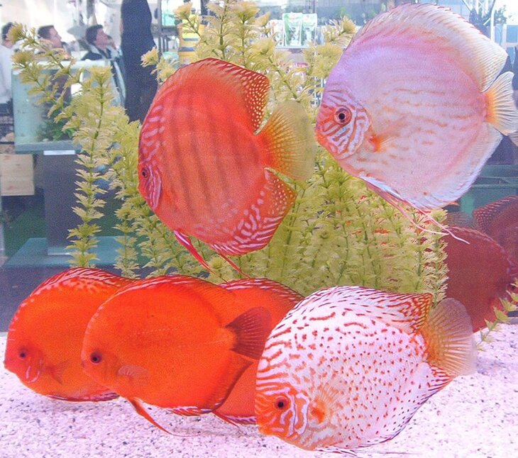 Ontspanning Tropische vissen het menu