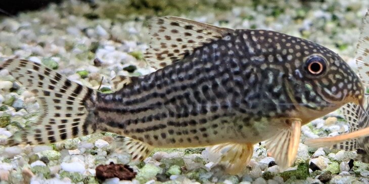 Ontspanning Aquariumvissen: van Doden - Dias los muertos