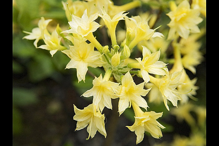 Ontspanning Bloei rododendrons azalea s