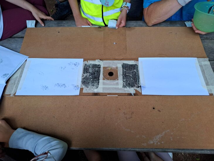 Ontspanning Kleine grote zoogdieren spotten behulp een sporenval cameraval