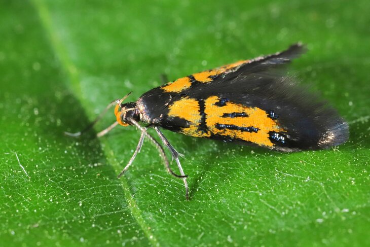 Workshops Controleren nachtvlindervallen