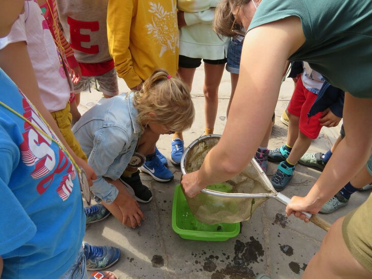 Workshops Ongewervelde waterdiertjes vissen + observatie de labo