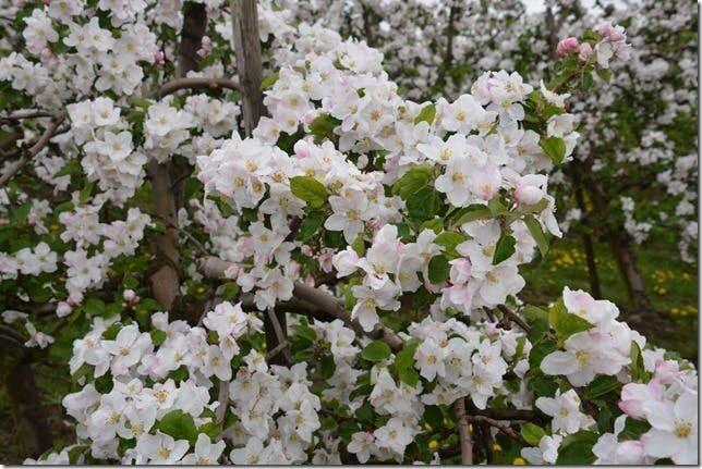 Ontspanning Bloesemwandeling km)