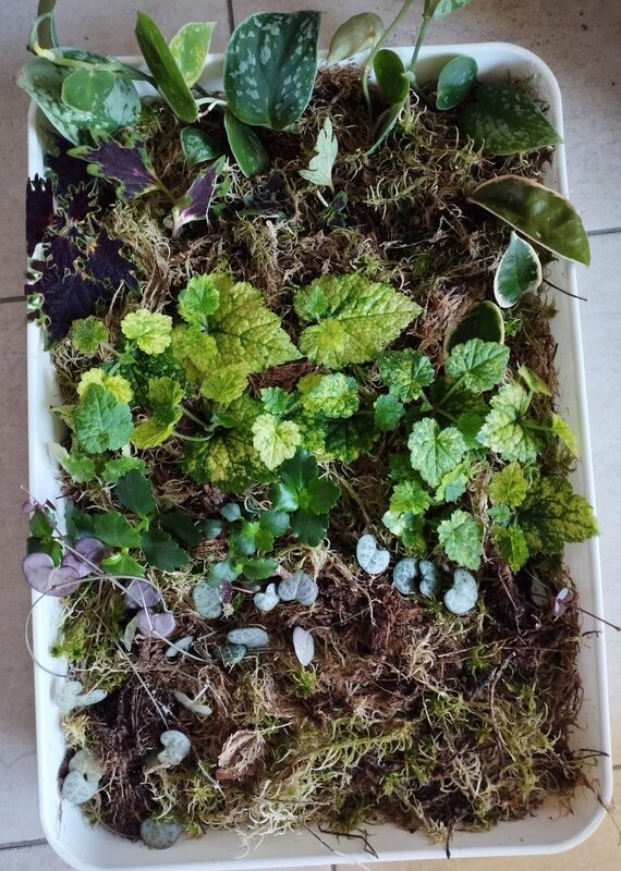 Ontspanning Palntenruil/ verkoop