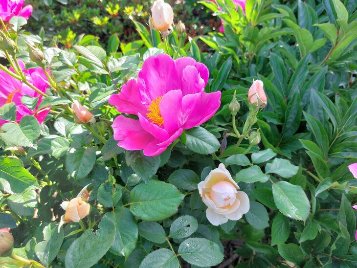 Ontspanning Tuin geopend voor Pinksteren