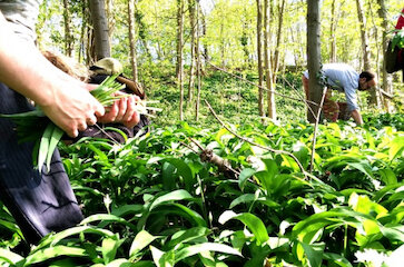 Workshops Eetbaere wilde planten