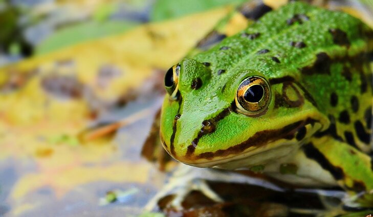 Ontspanning Natuurspeurdertjes - Over kikkers andere waterdiertjes