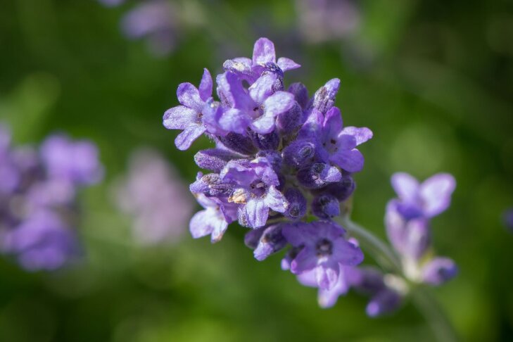 Ontspanning Kruidenwandeling proevertjes: geneeskrachtige bloemen