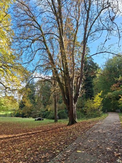 Ontspanning Natuurwandeling: vroegbloeiende bomen
