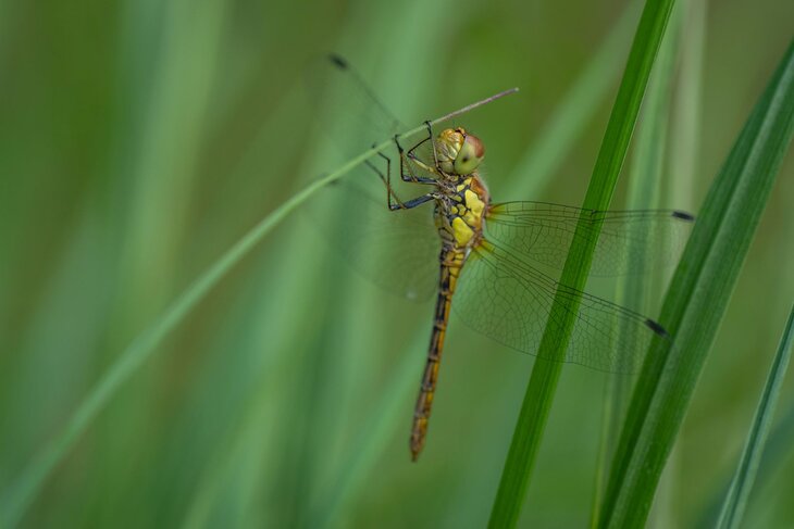Ontspanning Biodiversiteitschallenge: bioblitz Bulskampveld