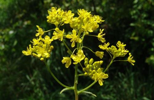 Ontspanning Kruidendemo: verven planten