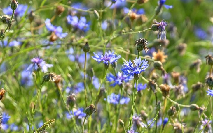 Ontspanning Kruidenwandeling testers: hydrolaten
