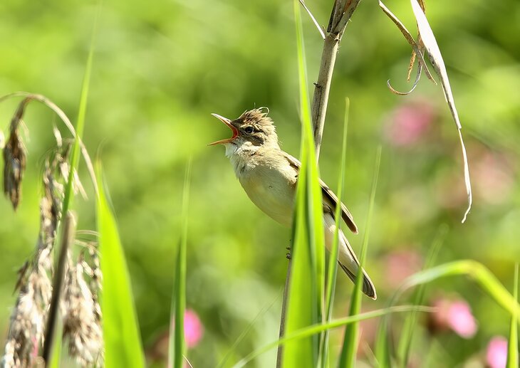Ontspanning (Ontbijt)wandelingen  vogels spotten  Palingbeek Ploegsteert