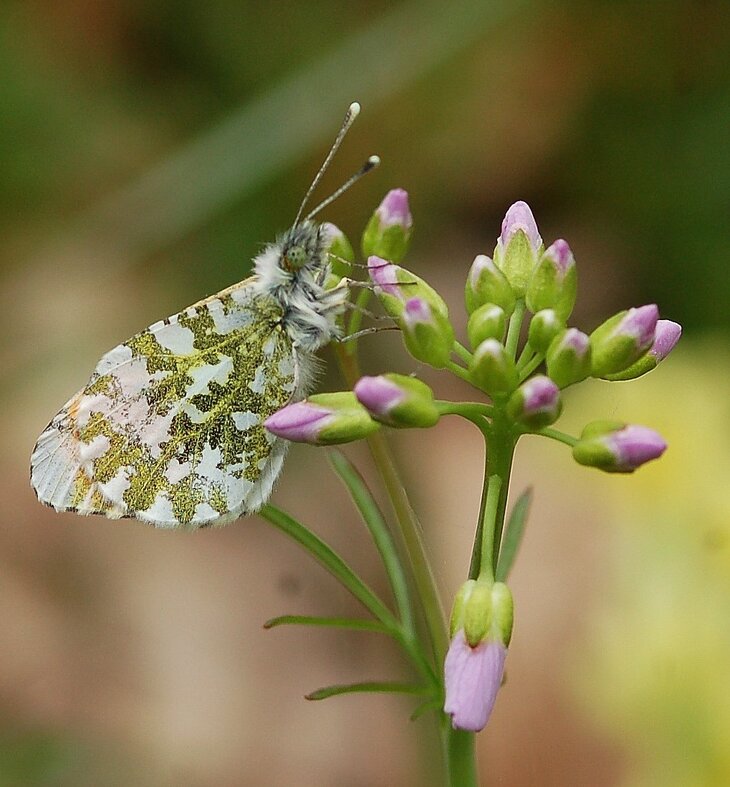Ontspanning Natuurwandeling: lentebloeiers hun bezoekers