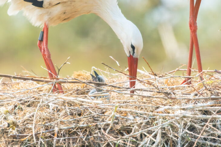 Ontspanning Geboortefeest ooievaars