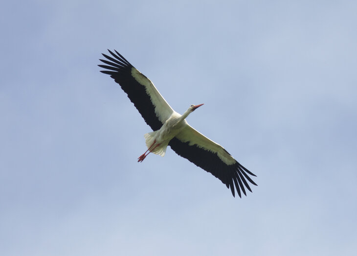 Ontspanning Ooievaarwandeling