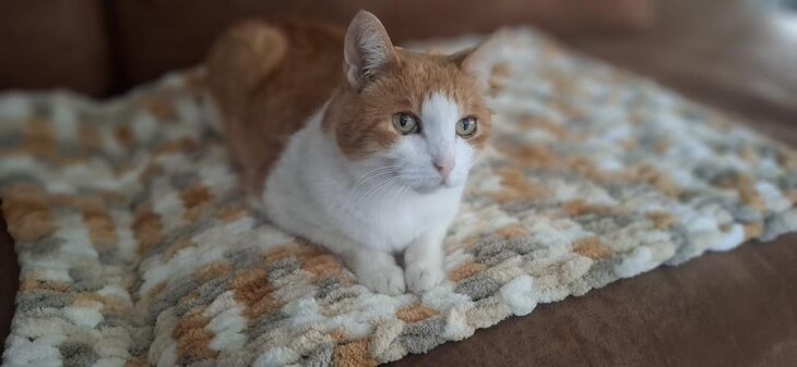 Workshops Kattendekentje handbreien