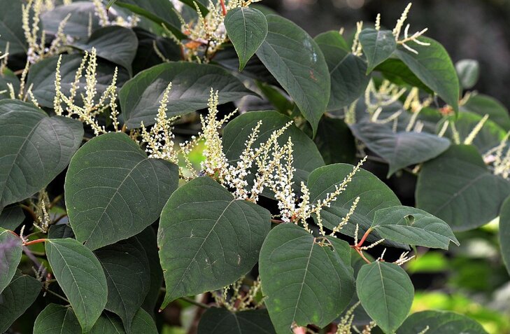 Ontspanning Exotische planten bomen, invasief niet?
