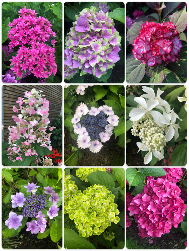 Ontspanning Open tuin dagen