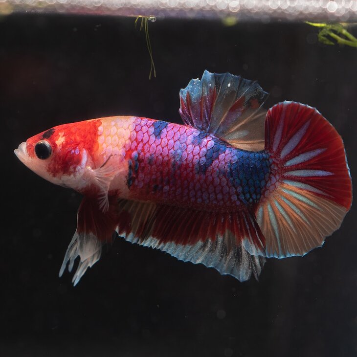 Ontspanning Kempvissen, kleurrijke karakters het aquarium