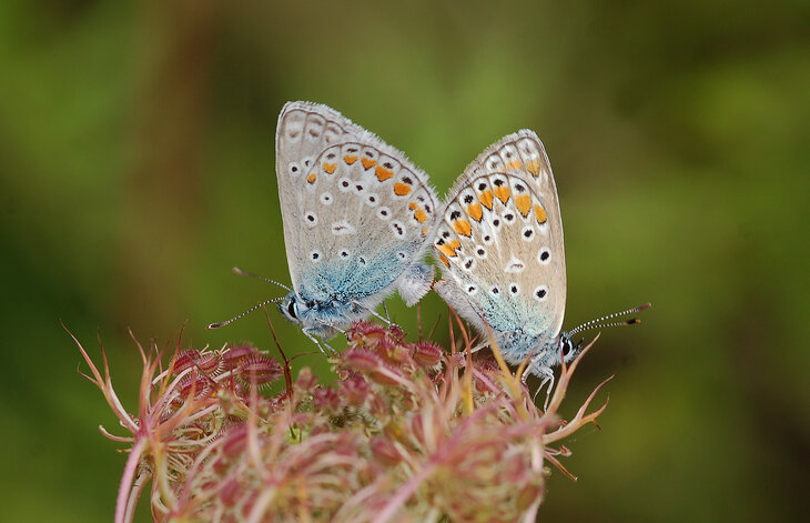 Ontspanning Natuurwandeling: zomerbloeiers hun bezoekers