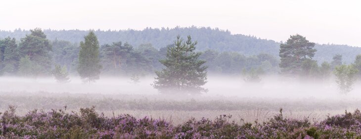 Ontspanning MaasMauve  Heidedagen - Dauwwandeling