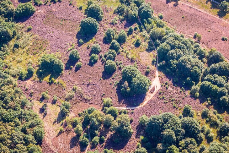 Ontspanning MaasMauve Heidedagen - Struinen door Paarse Heide