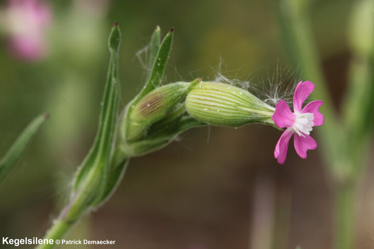 Ontspanning Geleide natuurwandeling het duingebied  Park 58 .