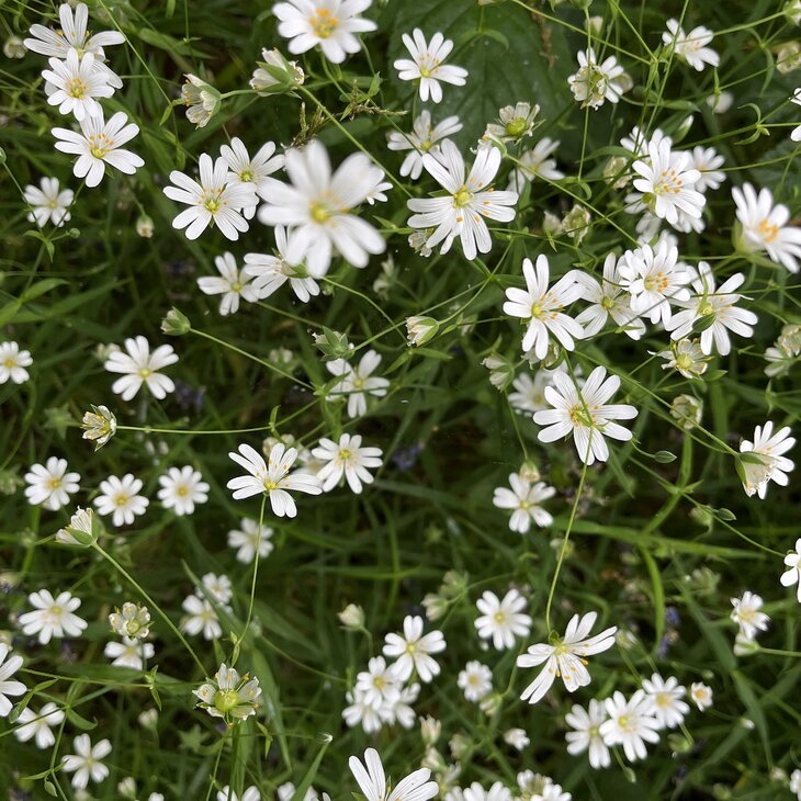 Workshops Bosbad voor Midzomer Mortagnebos (Zwevegem) - shinrin-yoku