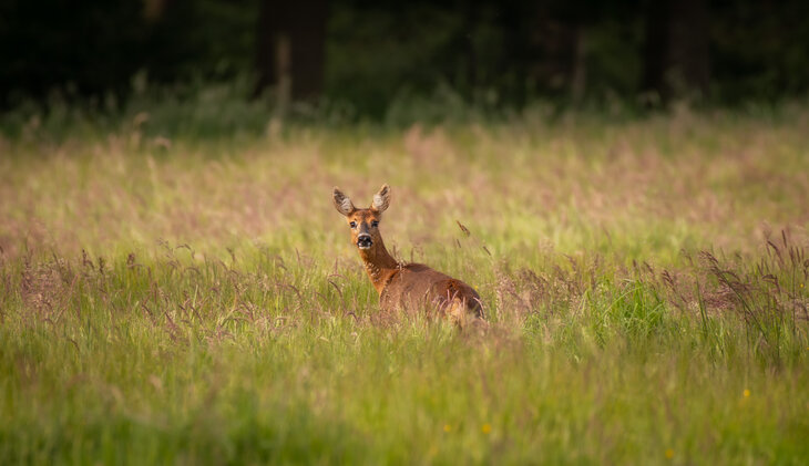 Ontspanning Schemerwandeling: de natuur ontwaakt wanneer zon ondergaat...