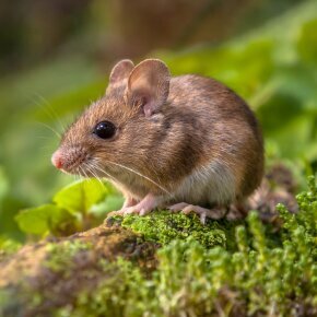 Ontspanning Schemerwandeling: zoogdierenonderzoek