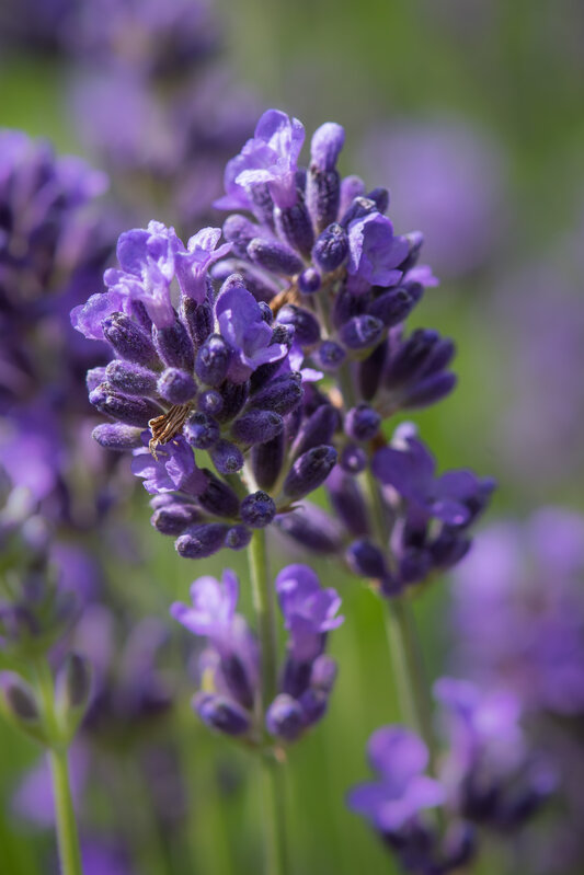 Ontspanning Een kruidige kijk: bijenplanten