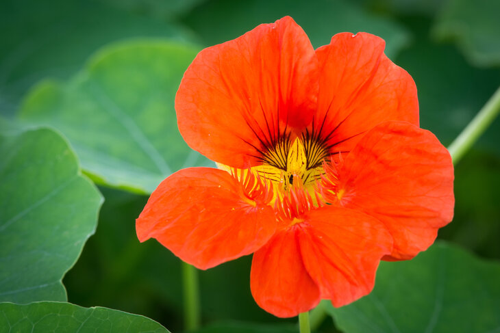 Ontspanning Een kruidige kijk: eetebare bloemen