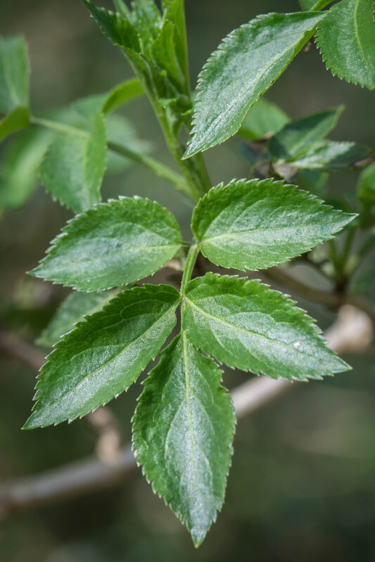 Ontspanning Een kruidige kijk: medicinale planten hier (immuniteit energie)
