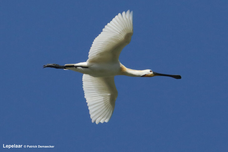 Ontspanning Geleide natuurwandeling Waterdunen Breskens