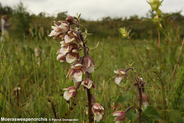 Ontspanning Geleide natuurwandeling de natuurreservaten Groenpleinduinen & Zwinduinen