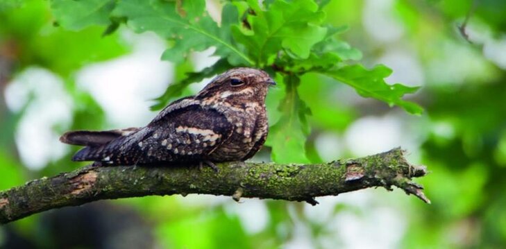 Ontspanning Nacht de nachtzwaluw - mysterieus geratel de heide
