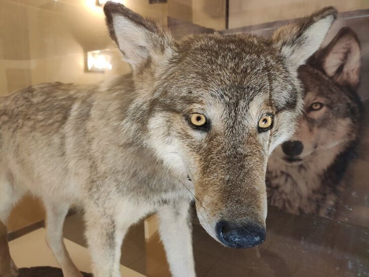 Tentoonstellingen Expo:  Wij wolven 