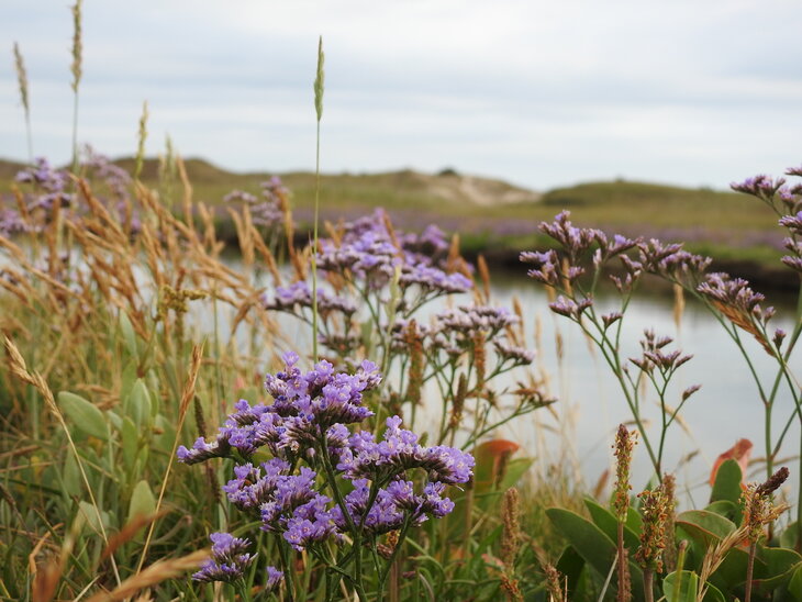 Ontspanning Themawandeling: planten de Zwinvlakte