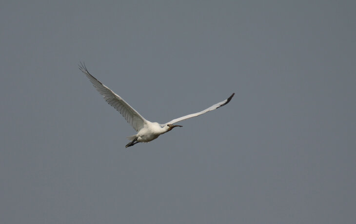 Ontspanning Themawandeling: lepelaars